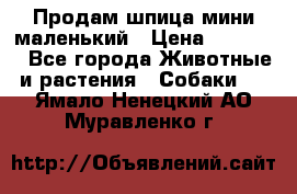 Продам шпица мини маленький › Цена ­ 15 000 - Все города Животные и растения » Собаки   . Ямало-Ненецкий АО,Муравленко г.